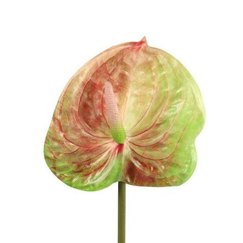 BARBARA - KUNSTIG BLOMST - ANTHURIUM DE783611 - MULTIFARVET