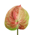 BARBARA - KUNSTIG BLOMST - ANTHURIUM DE783612 - MULTIFARVET